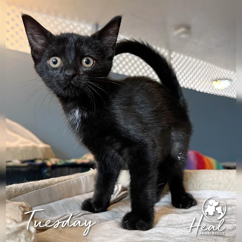 A baby small-sized female Black Domestic Short Hair cat named Tuesday for adoption in Youngwood, PA