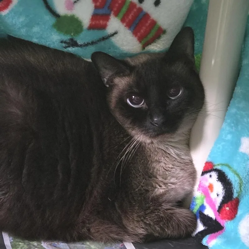 A senior large-sized male Siamese cat named Steve for adoption in Brimfield, MA