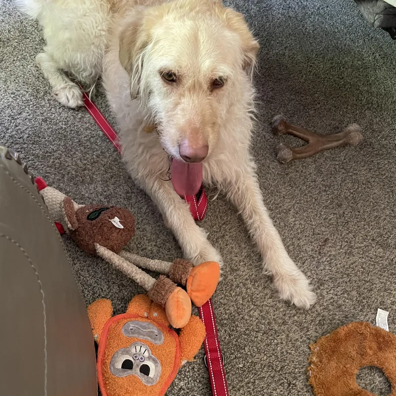 An adult medium-sized female Apricot / Beige Goldendoodle dog named Honey for adoption in Minnetonka, MN