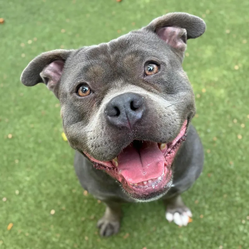 An adult medium-sized male Gray / Blue / Silver American Staffordshire Terrier dog named Sonti for adoption in Providence, RI