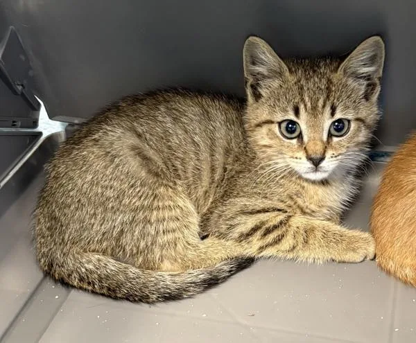 A baby small-sized male Domestic Short Hair cat named Nfc for adoption in Lawrenceville, GA