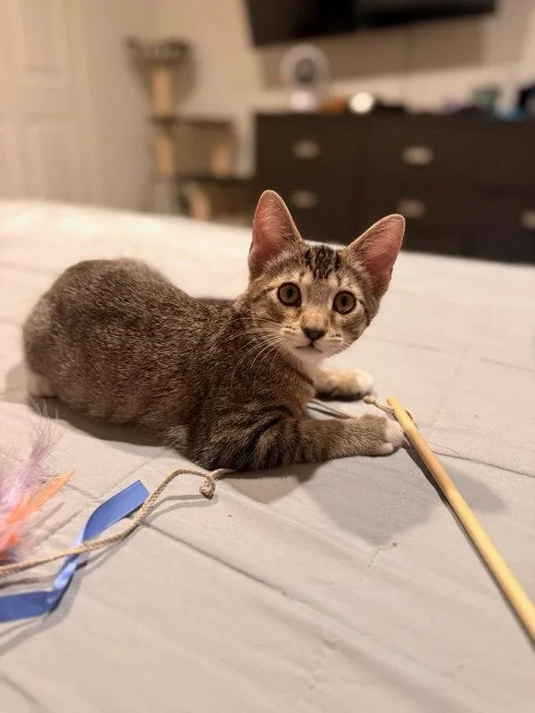 A baby small-sized male Domestic Short Hair cat named Chili for adoption in Bonsall, CA