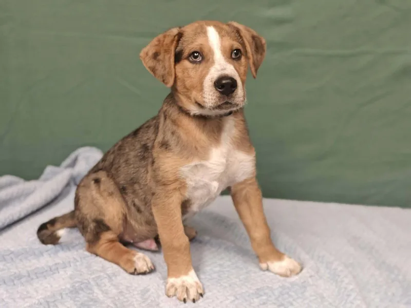 A baby medium-sized male Catahoula Leopard Dog dog named Bayou for adoption in Royal Palm Beach, FL