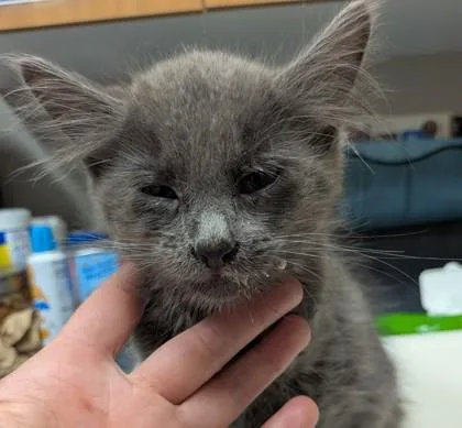 A young small-sized male Domestic Medium Hair cat named Milk Dud for adoption in Missoula, MT