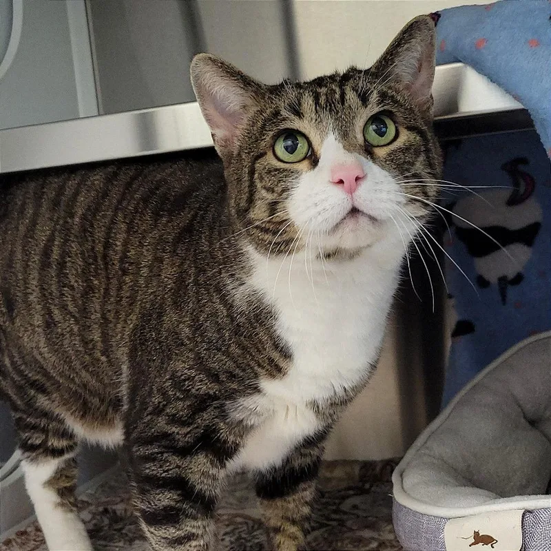 A senior extra large-sized male Brown / Chocolate Domestic Short Hair cat named Zane for adoption in Nashville, IN