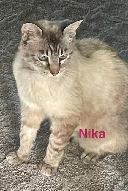 A young medium-sized female Domestic Short Hair cat named Nika for adoption in Zimmerman, MN