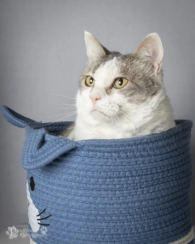 An adult medium-sized female Gray & White Domestic Short Hair cat named Lucy for adoption in Maryville, TN