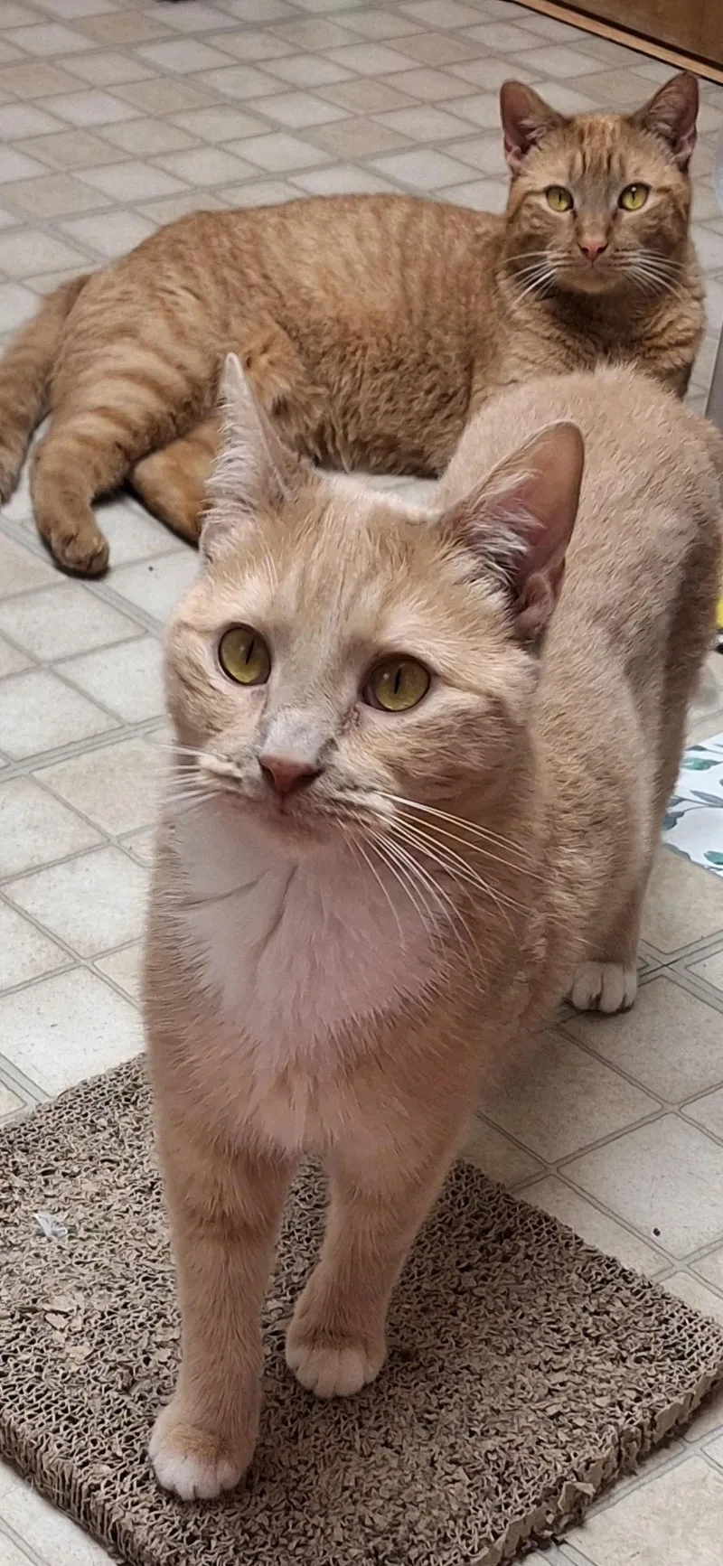 Echo And Relic thumbnail 3