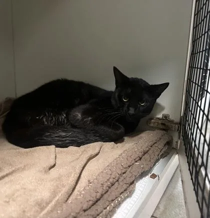 A young small-sized male Domestic Short Hair cat named Adidas for adoption in Palm Coast, FL