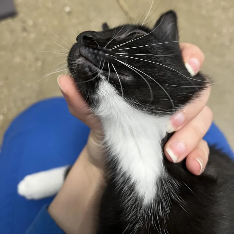 A baby small-sized male Black Domestic Short Hair cat named Stizzy for adoption in York, PA