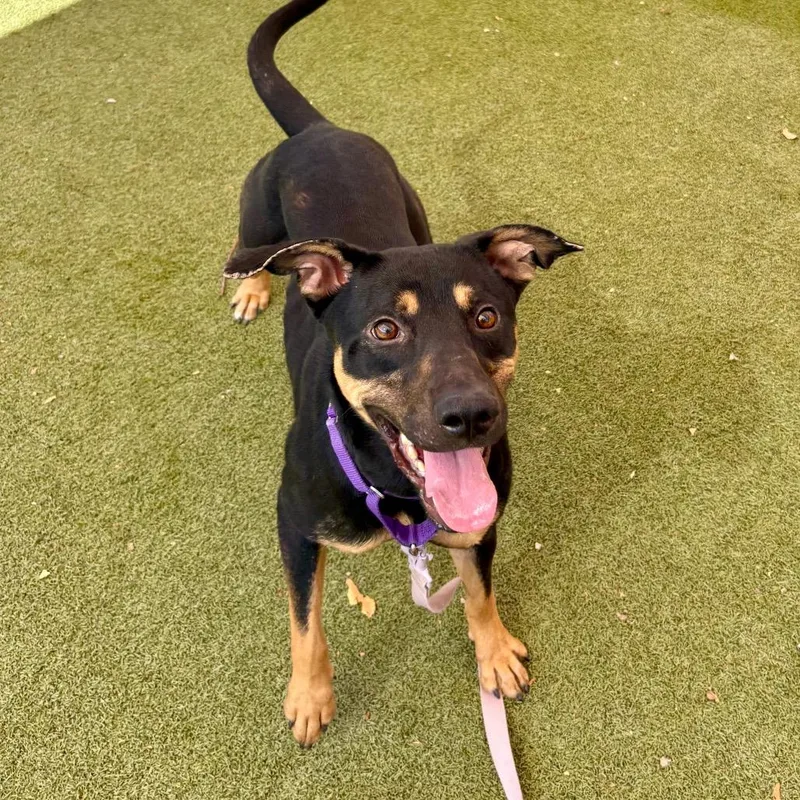 An adult medium-sized female Black Manchester Terrier dog named Violet for adoption in Albuquerque, NM