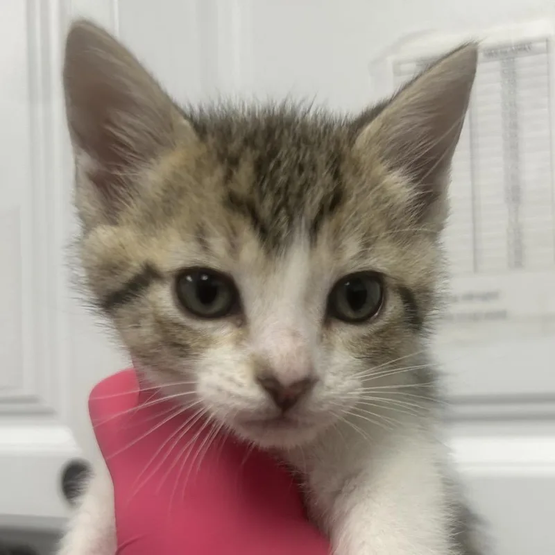 A baby small-sized male Brown / Chocolate Domestic Short Hair cat named Patchwork for adoption in Greenville, SC