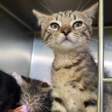 A baby small-sized male Brown / Chocolate Domestic Short Hair cat named Joey for adoption in Dayton, OH