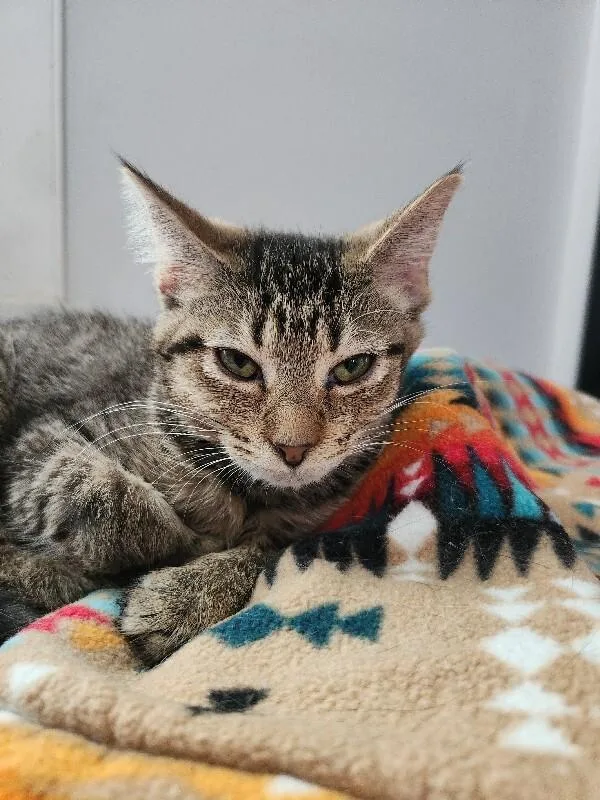 A young medium-sized female Brown / Chocolate Domestic Short Hair cat named Circle for adoption in Grand Rapids, MI