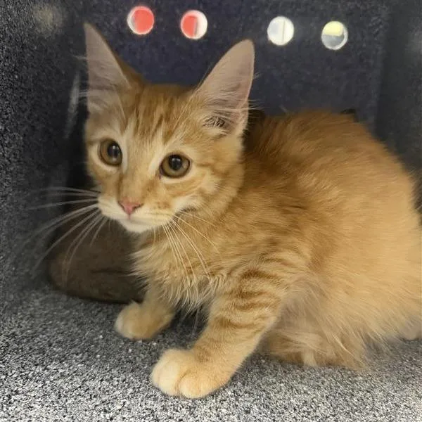 A baby small-sized male Orange / Red Domestic Short Hair cat named Soup for adoption in Greensboro, NC