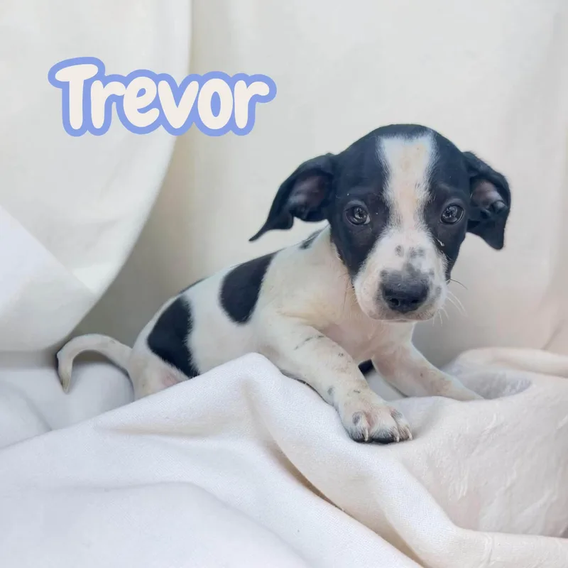 A baby small-sized male Chihuahua dog named Trevor  sweet  for adoption in Chuckey, TN