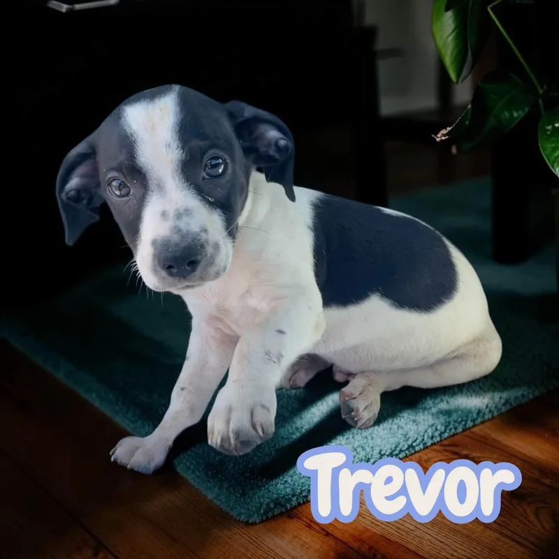 Trevor  sweet  thumbnail 3
