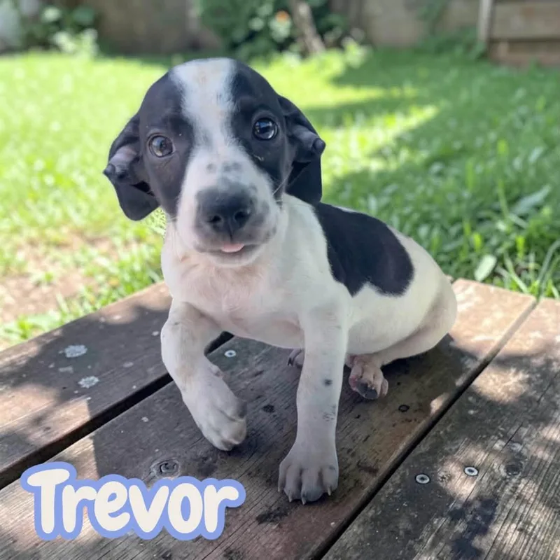 Trevor  sweet  thumbnail 4