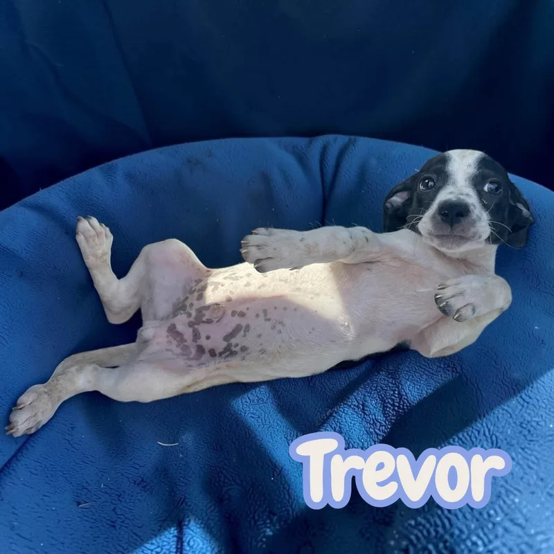 Trevor  sweet  thumbnail 5