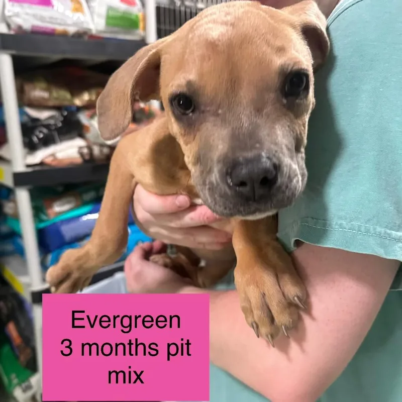 A baby small-sized female Brown / Chocolate Pit Bull Terrier dog named Evergreen for adoption in Tampa, FL