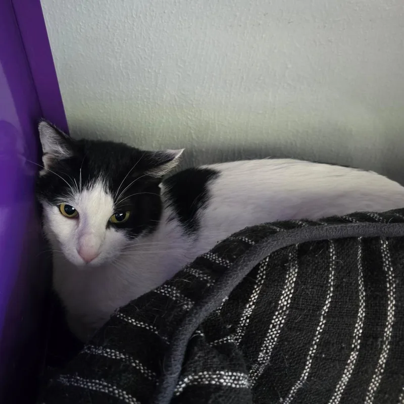 A young medium-sized female White Domestic Short Hair cat named Belma Mexico for adoption in Denver, CO