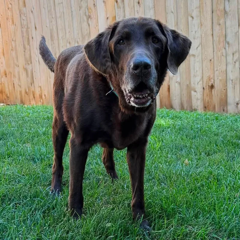 A senior large-sized male Chocolate Labrador Retriever dog named Reno for adoption in Shawnee, KS