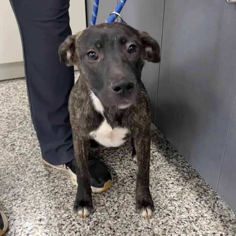 A baby medium-sized female Brown / Chocolate Pit Bull Terrier dog named Marmalade for adoption in Morganton, NC