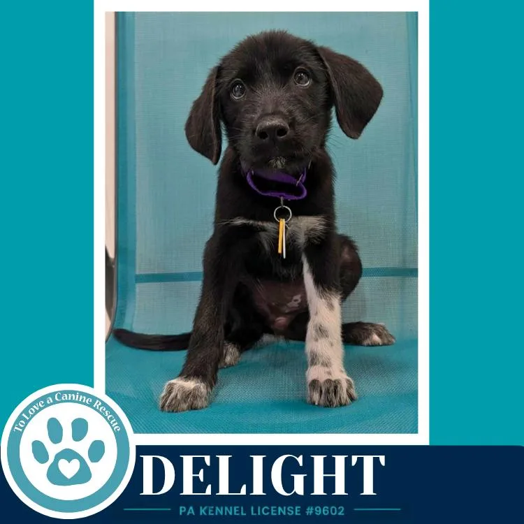 Delight thumbnail 2