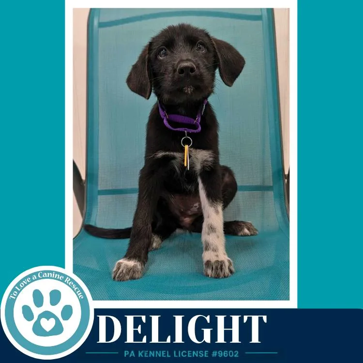 Delight thumbnail 3