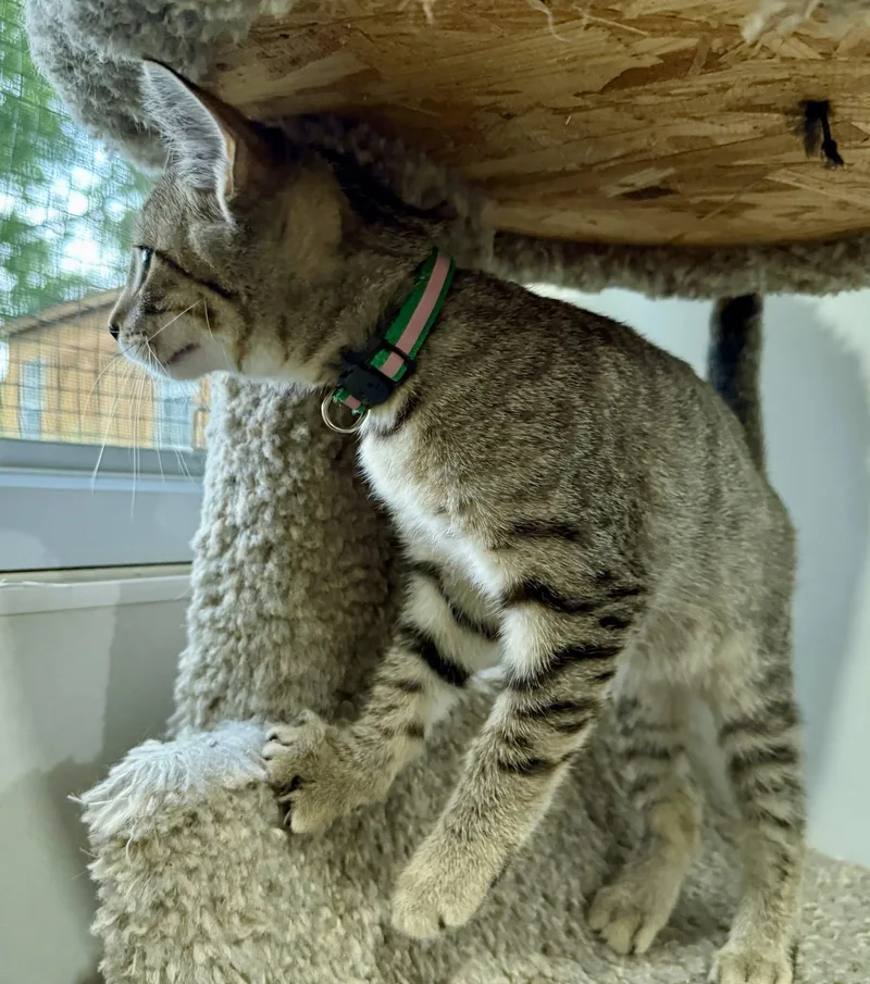 A baby small-sized male Tabby (Buff / Tan / Fawn) Domestic Short Hair cat named Coy Denver for adoption in Ashland, OH