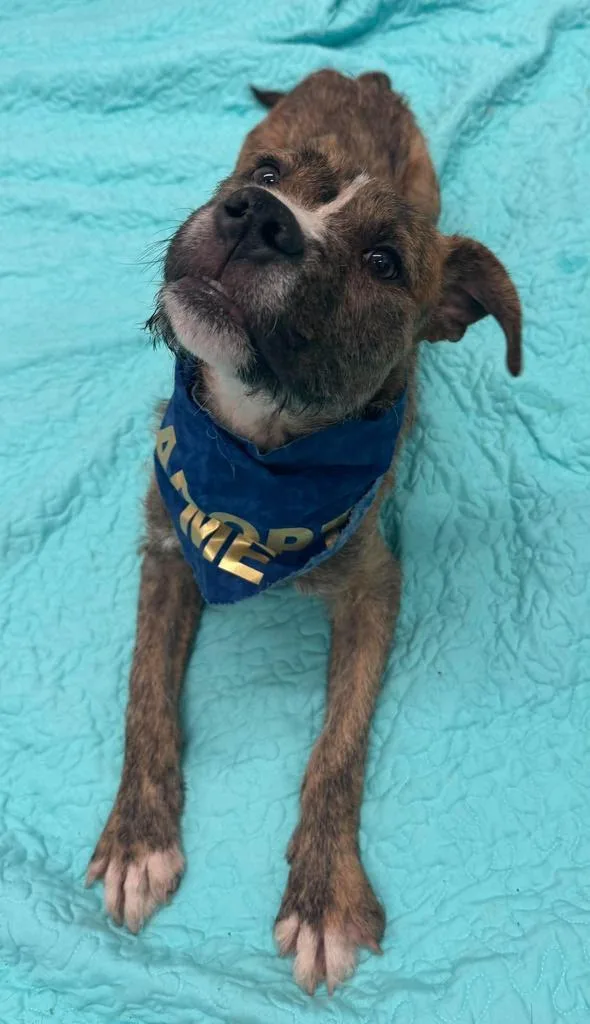 A baby medium-sized male Wirehaired Terrier dog named Ace of Base for adoption in Detroit, MI