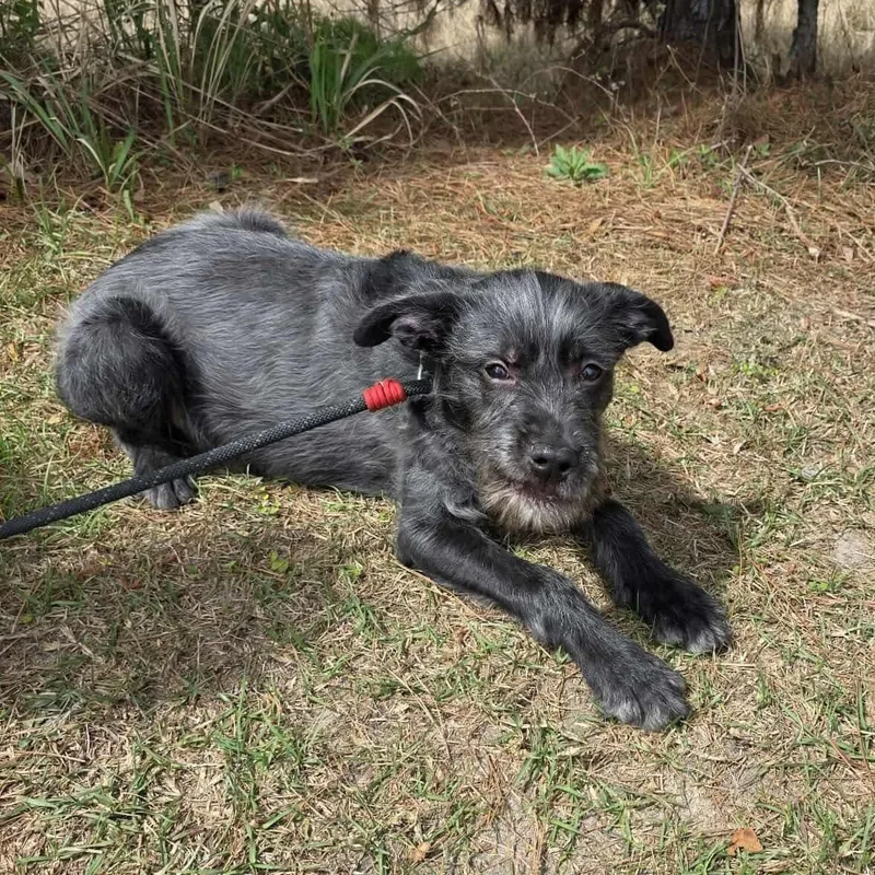 Oreo George thumbnail 2