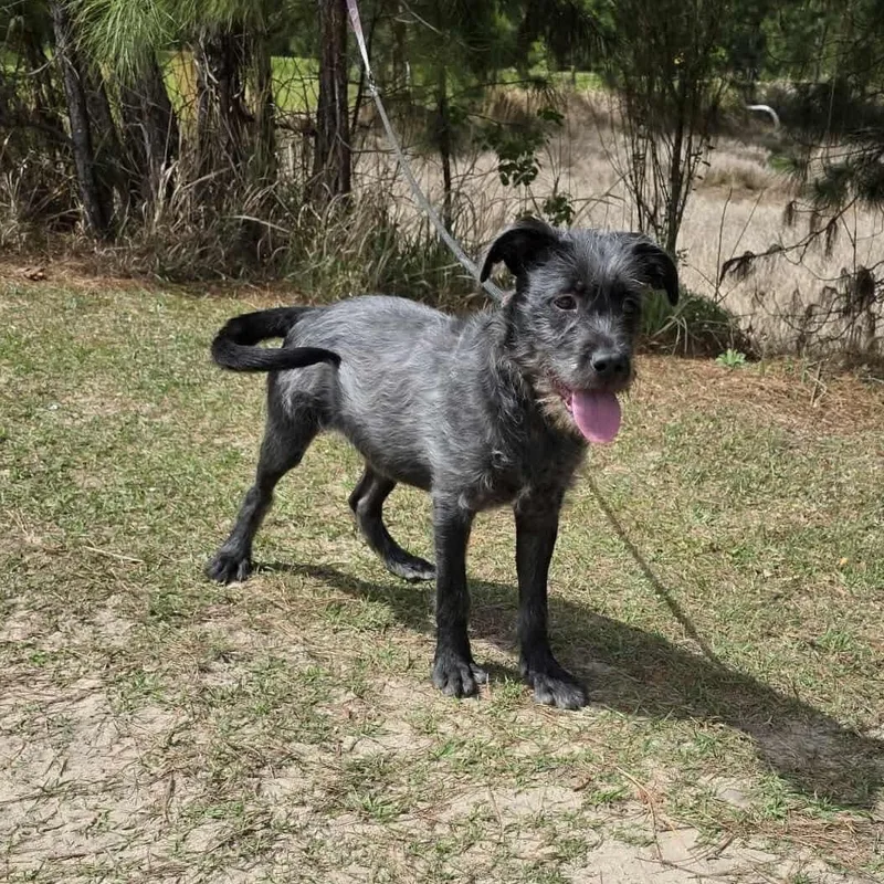 Oreo George thumbnail 5