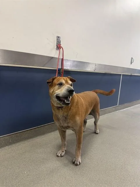 An adult large-sized female Shar-Pei dog named Daisy for adoption in Miami, FL