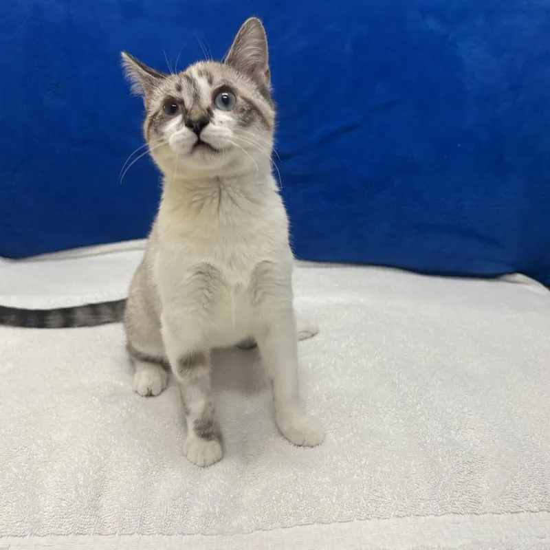 A baby small-sized female Lilac Point Siamese cat named Flora for adoption in Tallahassee, FL