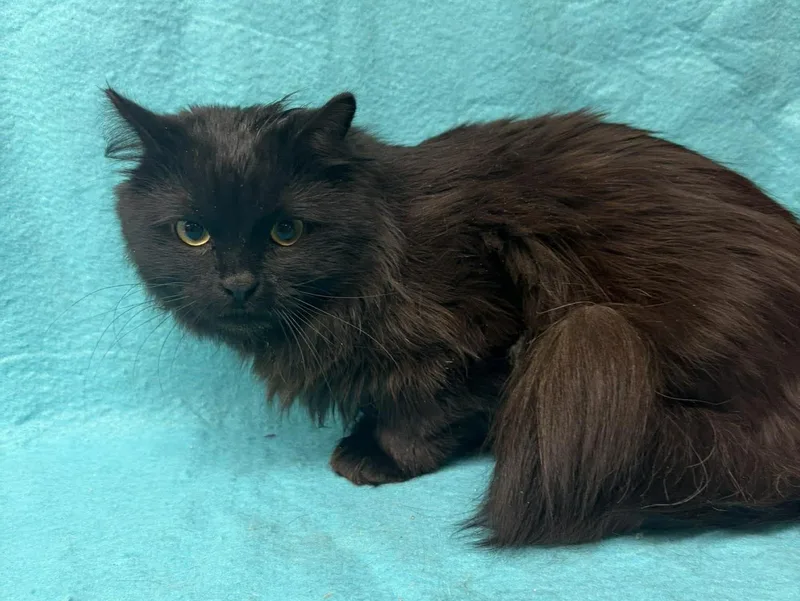 Kitchen Aid thumbnail 2