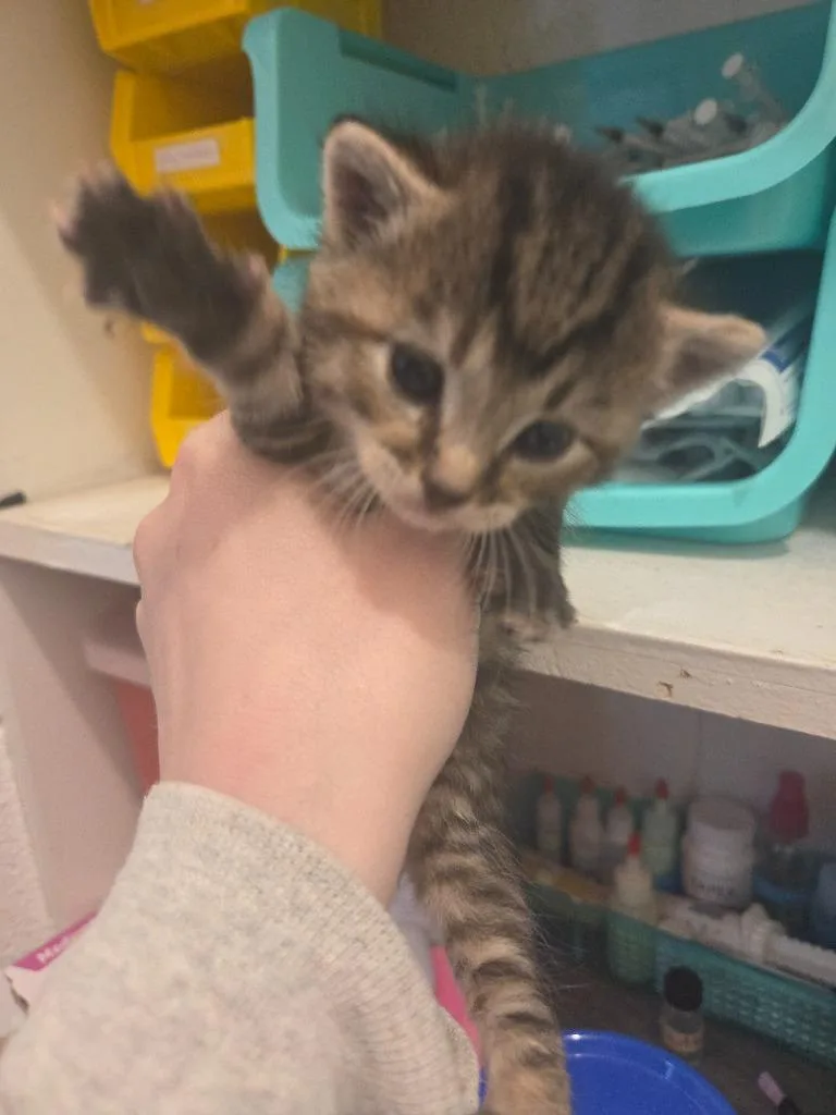 A baby medium-sized female Domestic Short Hair cat named Lafayette for adoption in Johnson City, TN