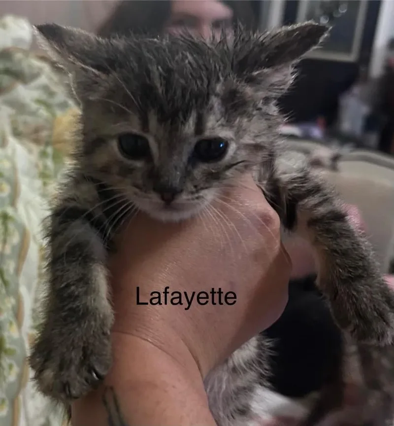 Lafayette thumbnail 2