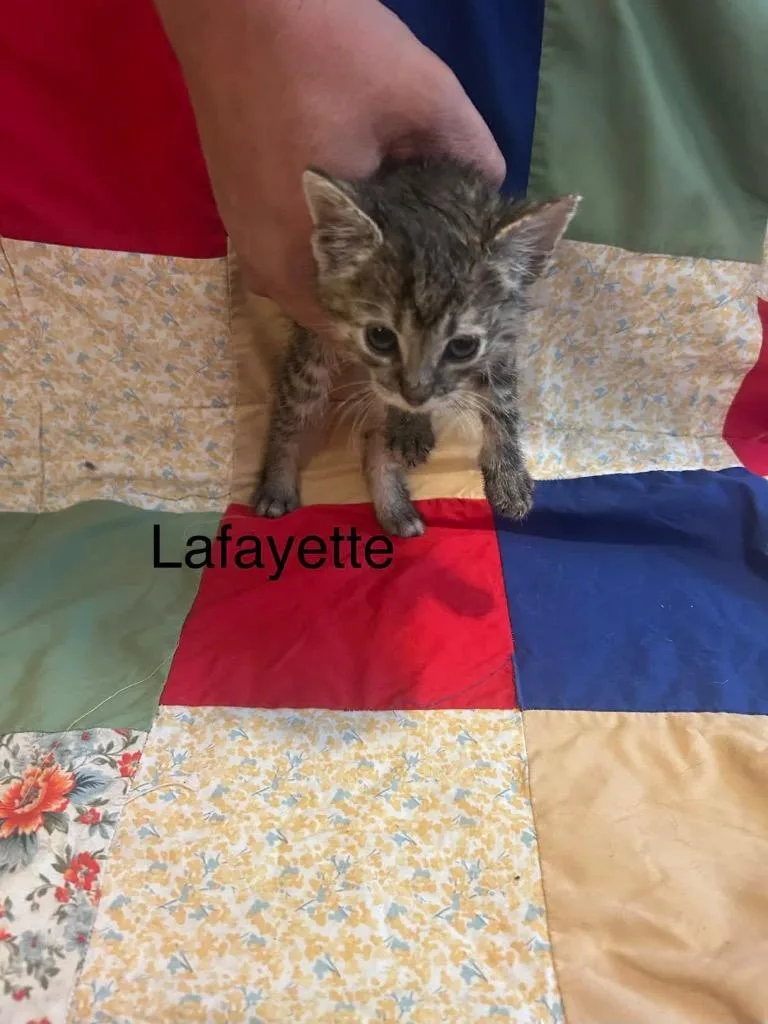 Lafayette thumbnail 5
