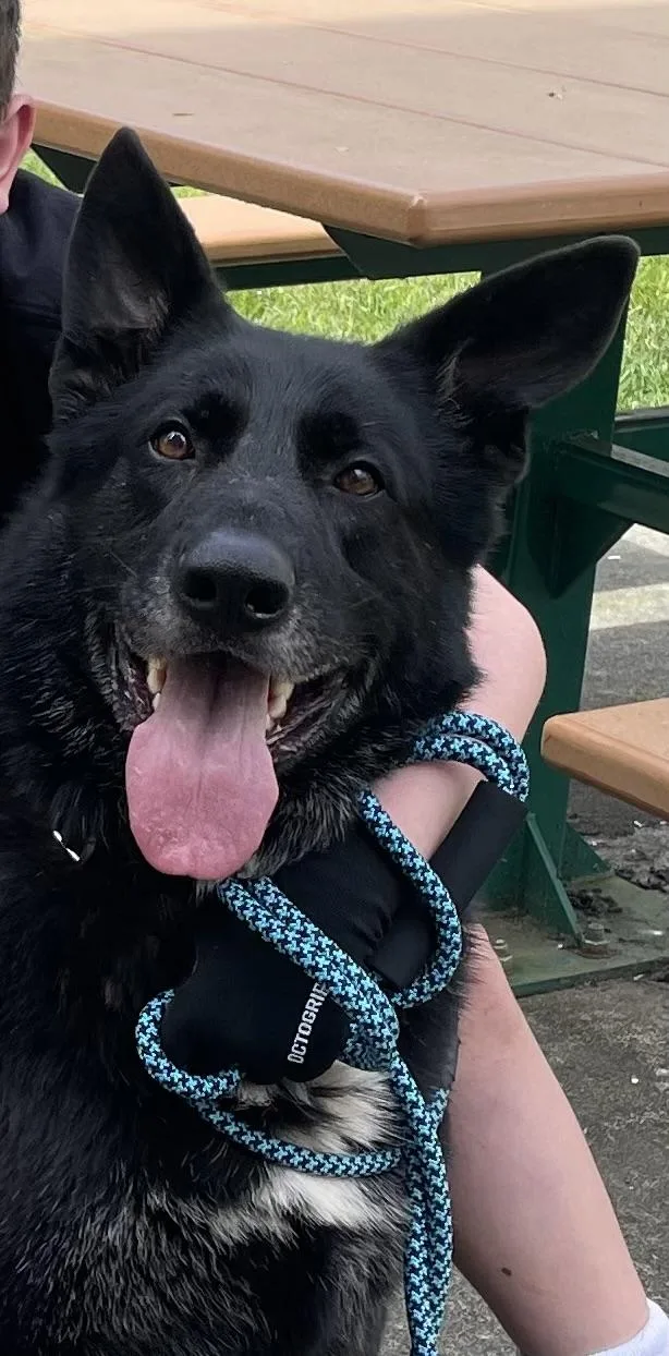 A senior extra large-sized male Black Shepherd dog named Buddy for adoption in Silvana, WA