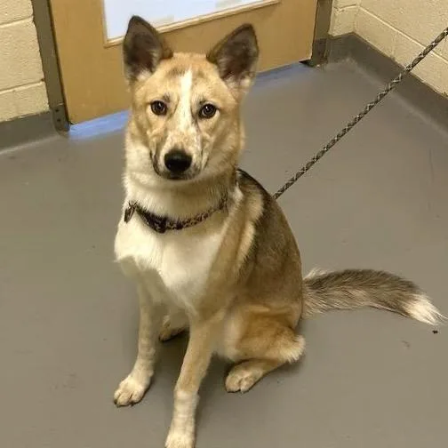 A young medium-sized female Yellow / Tan / Blond / Fawn Mixed Breed dog named Luella for adoption in Asheville, NC