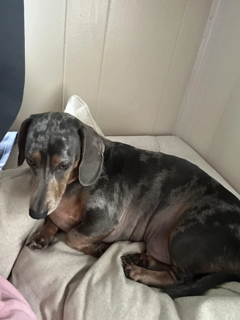 A young small-sized male Miniature Dachshund dog named Kobe for adoption in Cookeville, TN