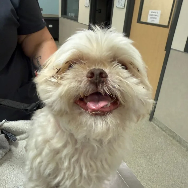 An adult small-sized male White / Cream Mixed Breed dog named Butters for adoption in Jacksonville, FL