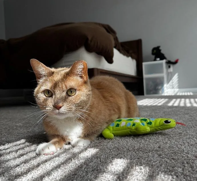 Buttercup thumbnail 2