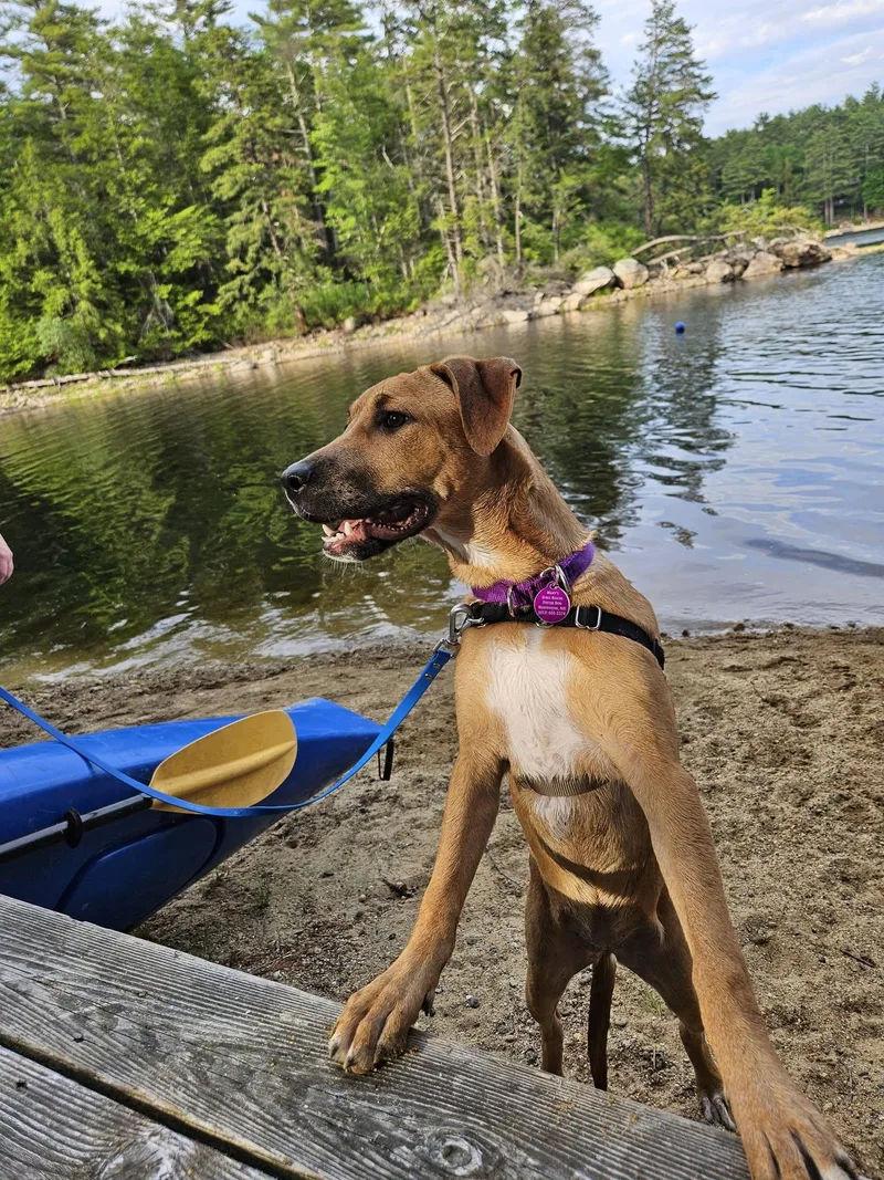 A baby medium-sized female Mixed Breed dog named Janis "here In Nh" for adoption in Northwood, NH