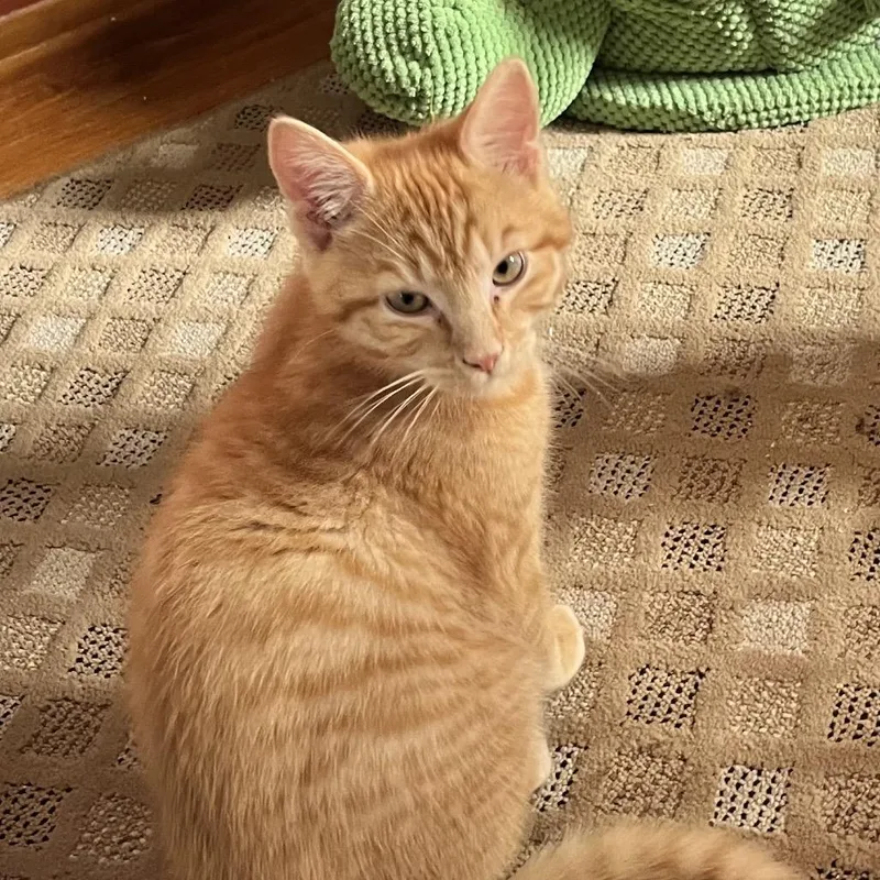 Pawbert