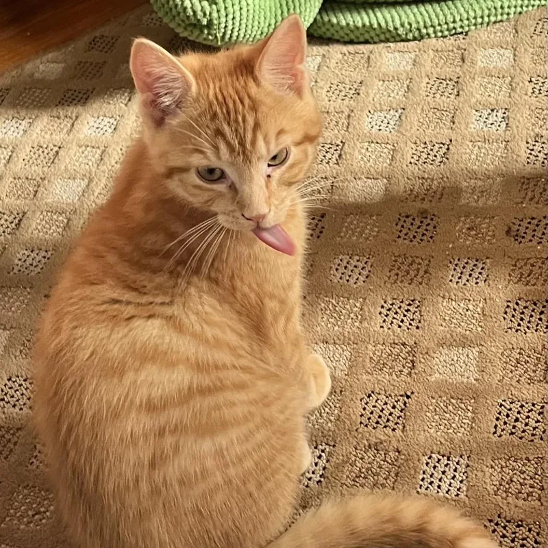 Pawbert thumbnail 3