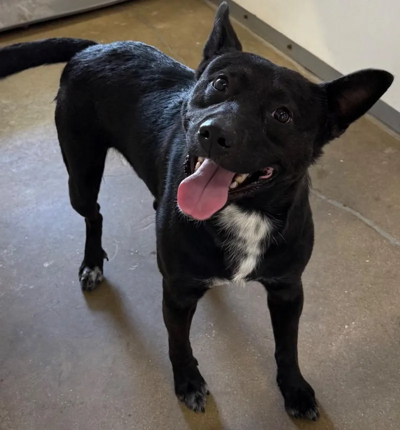 An adult medium-sized male Mixed Breed dog named Dak for adoption in Belton, TX