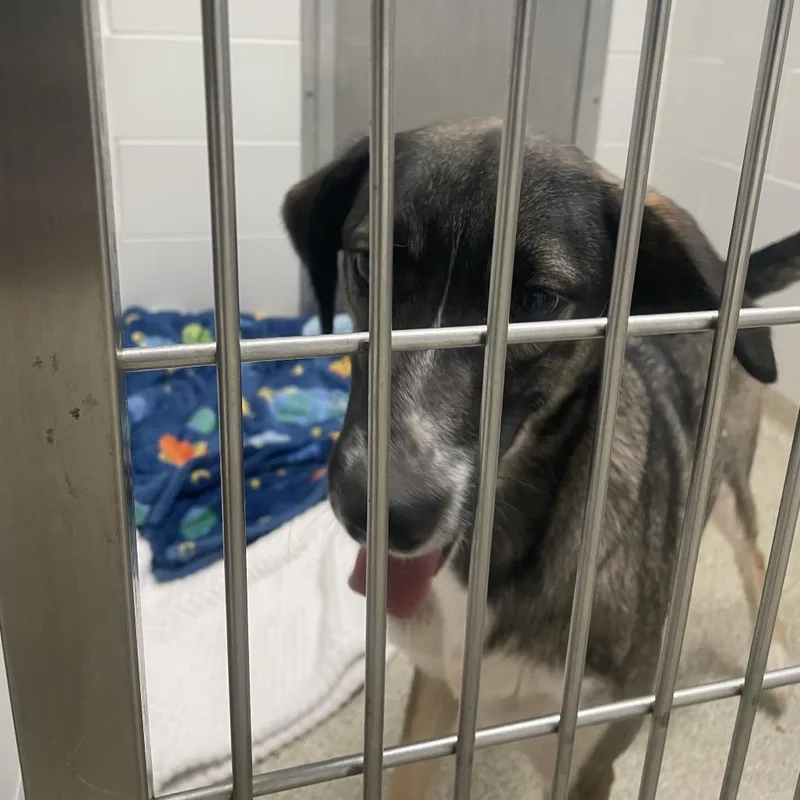 A young medium-sized female Gray / Blue / Silver Husky dog named Iris for adoption in Gloucester, VA