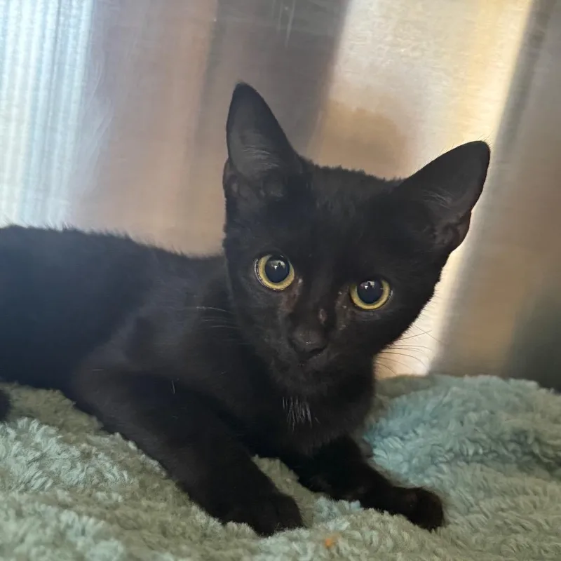 A baby small-sized female Domestic Short Hair cat named Salem for adoption in Lake Panasoffkee, FL